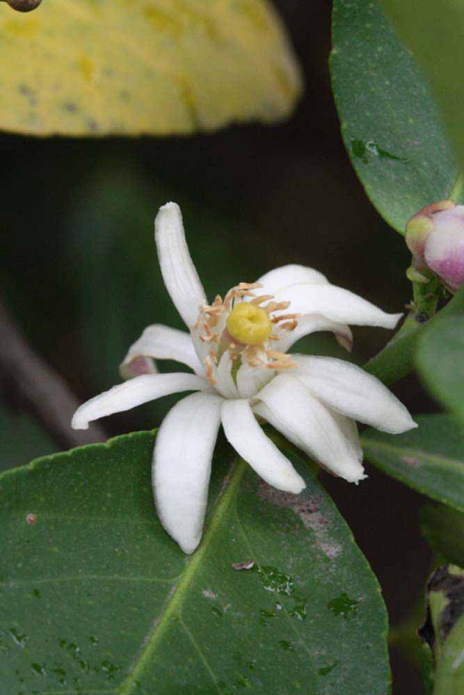              Flower (Riverside, CA)       